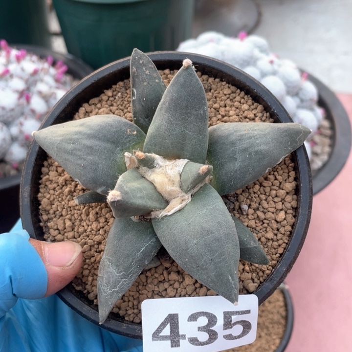 435实生大岩牡丹