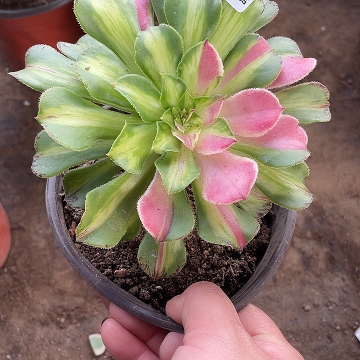 701嫁接知否多肉植物福利