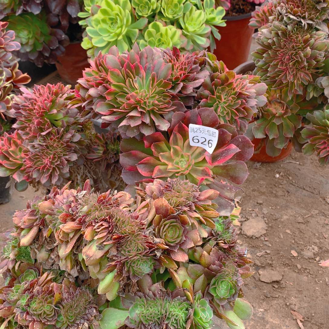 626法师缀化2棵多肉