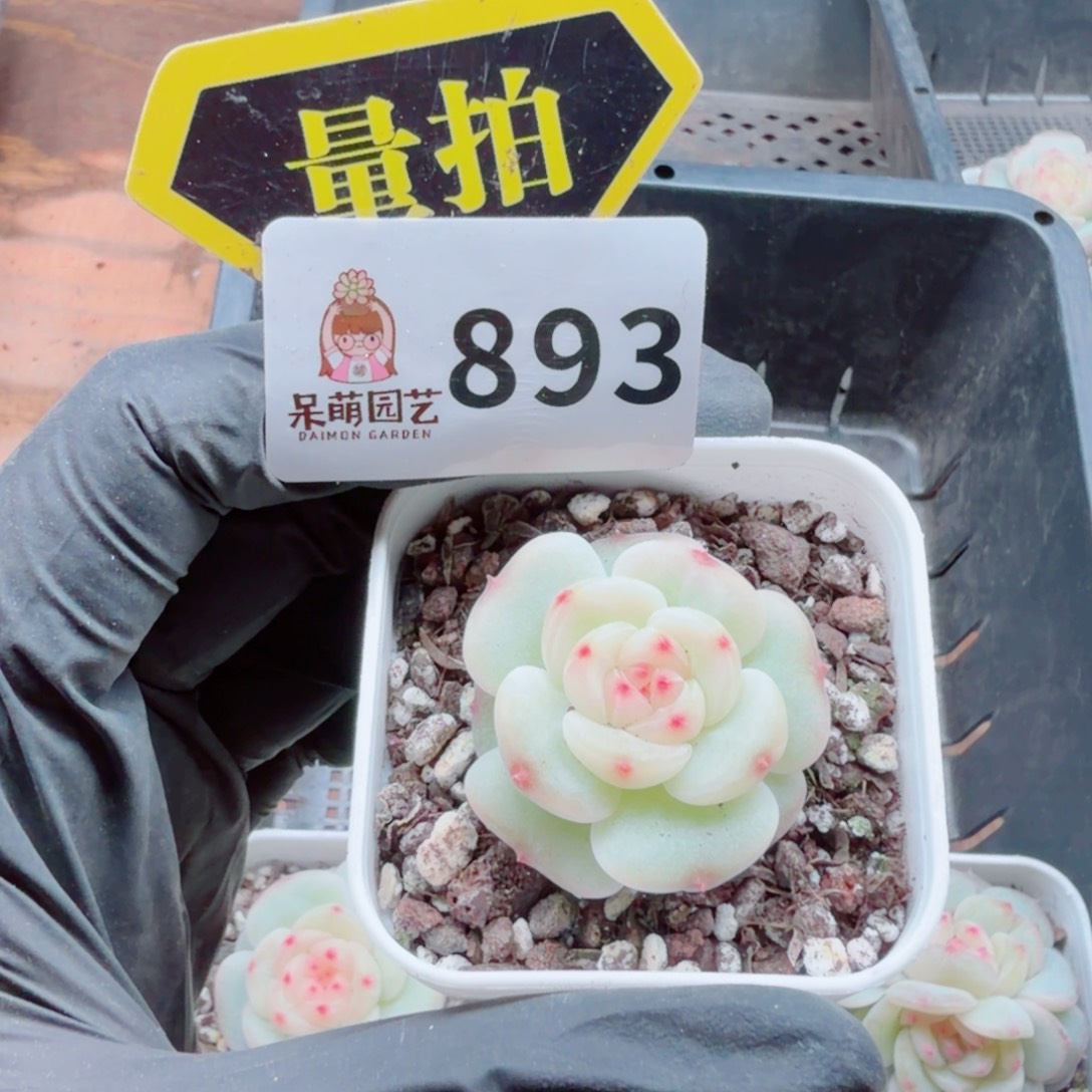 多肉植物多肉植物