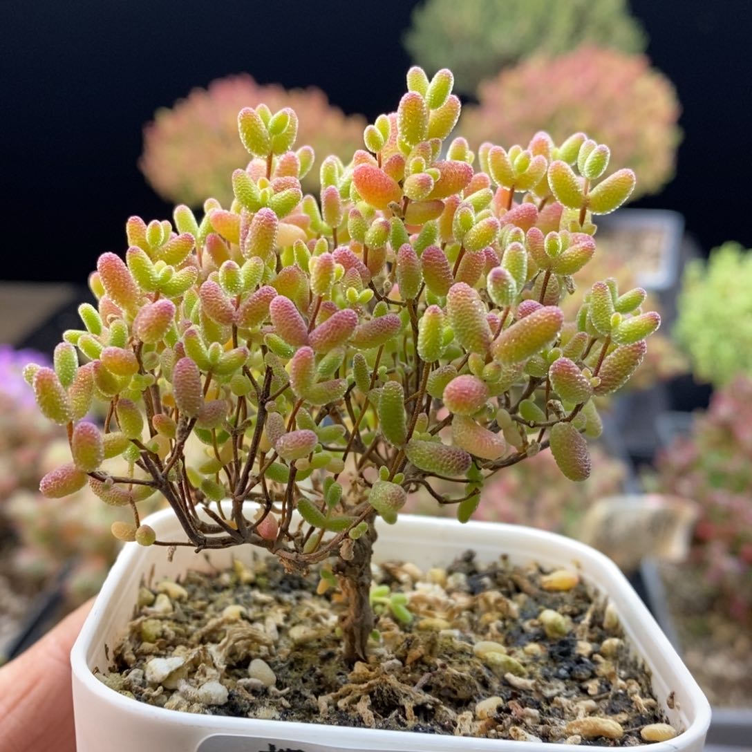 143蜜橘糖球。           
