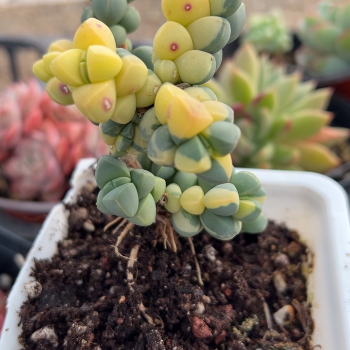 鹿角海唐锦多肉植物