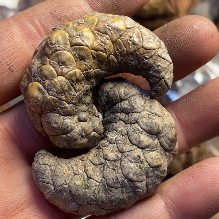 吊坠桃核东北特产199