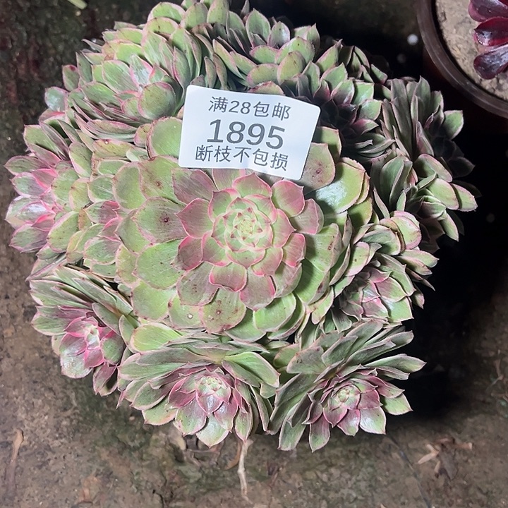 1895孔雀翎多肉植物
