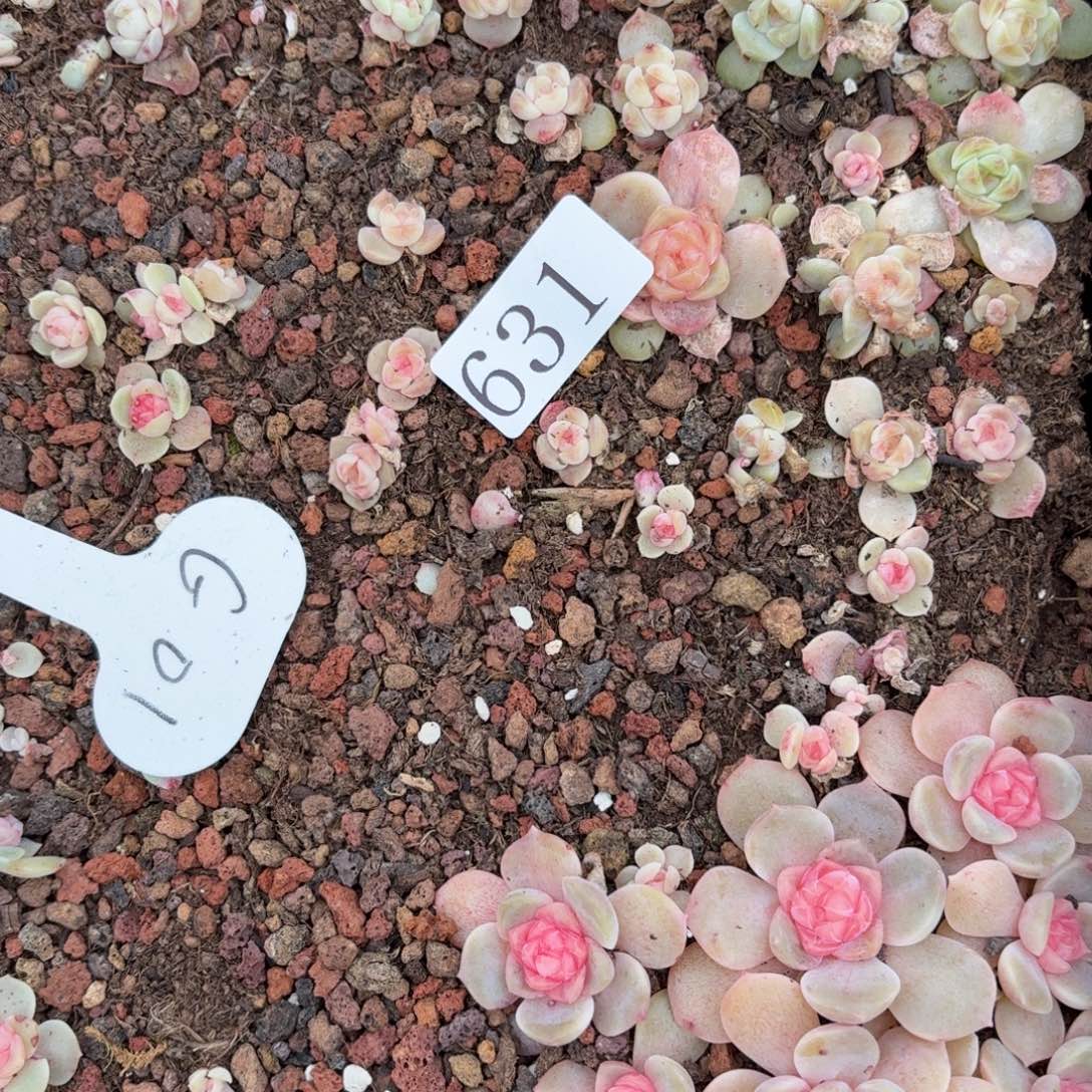 昙***花多肉植物多肉植物631