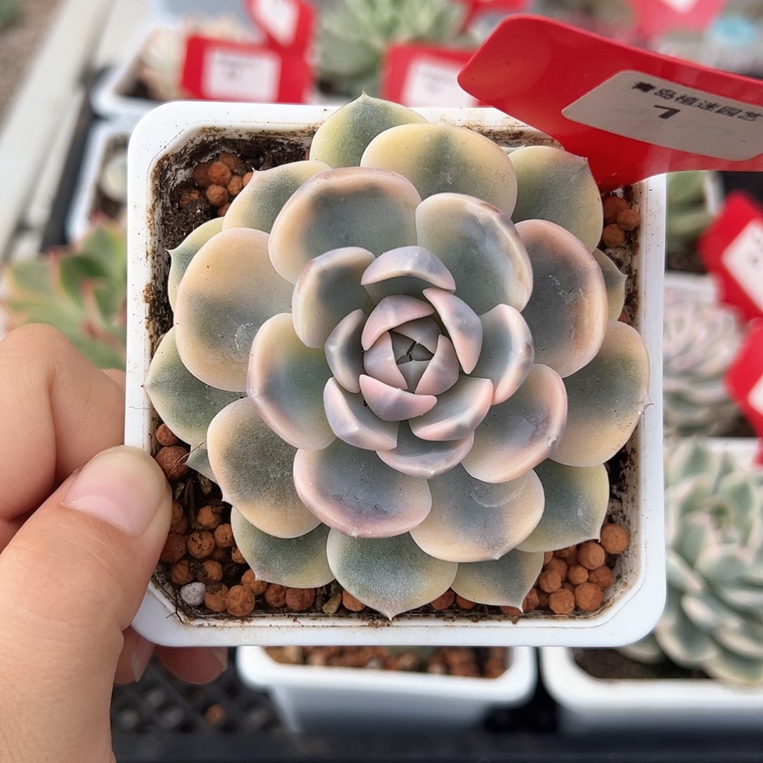 1号汉堡锦多肉植物