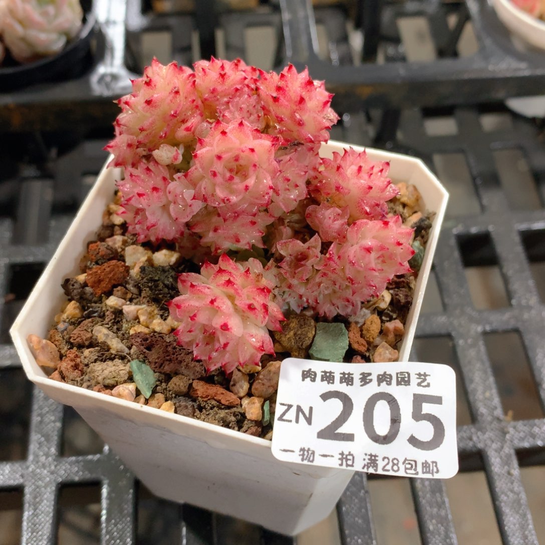 肉萌萌拇指盆精控多肉ZN205