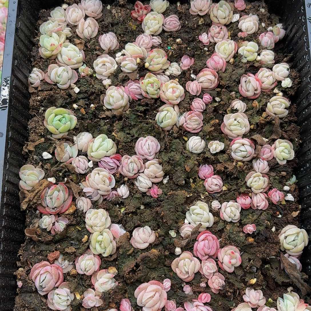 多肉植物多肉植物361