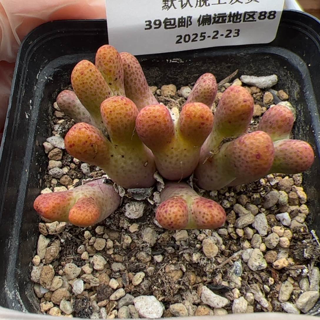 0112号 955D 斑马多肉植物