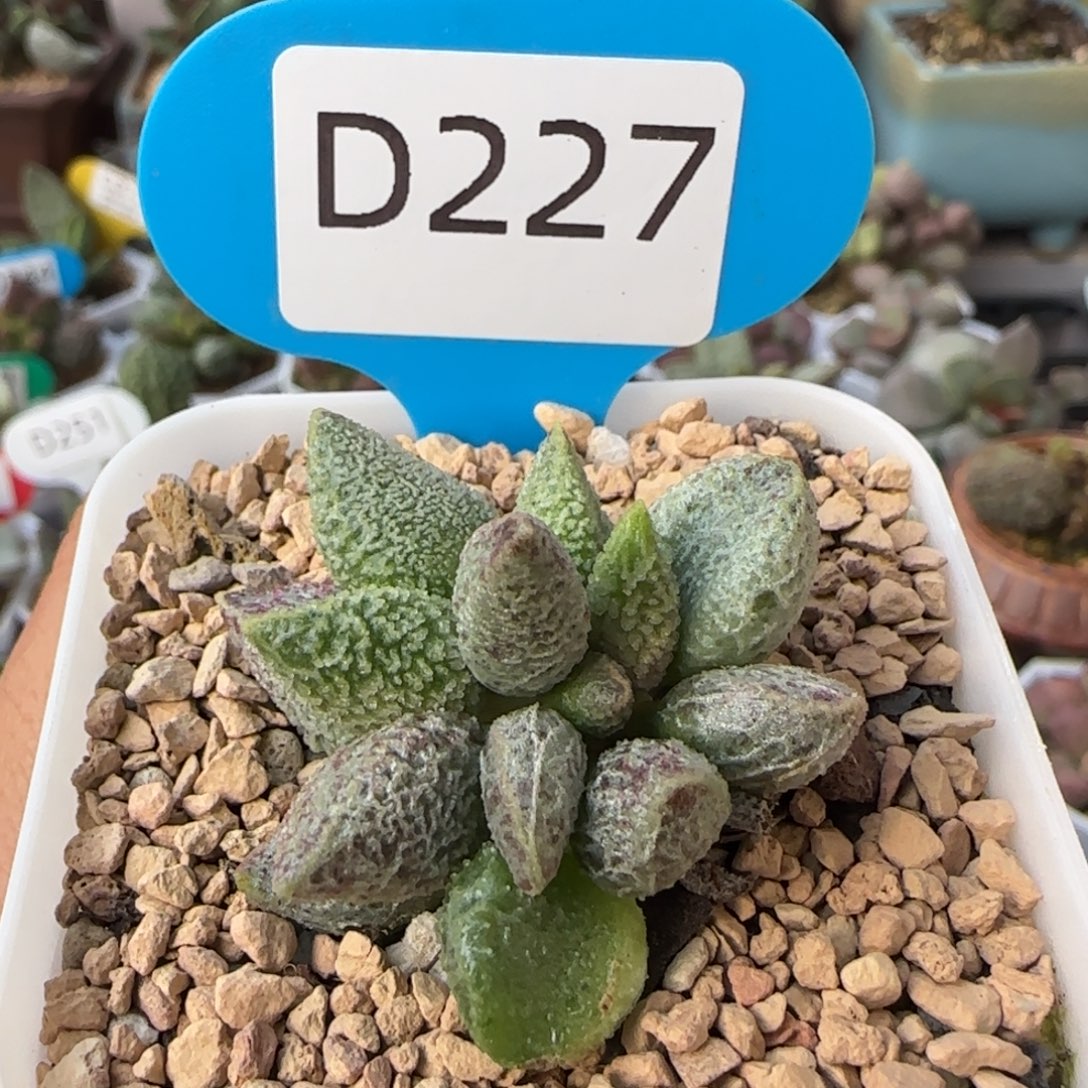 七彩仙女。    227。   