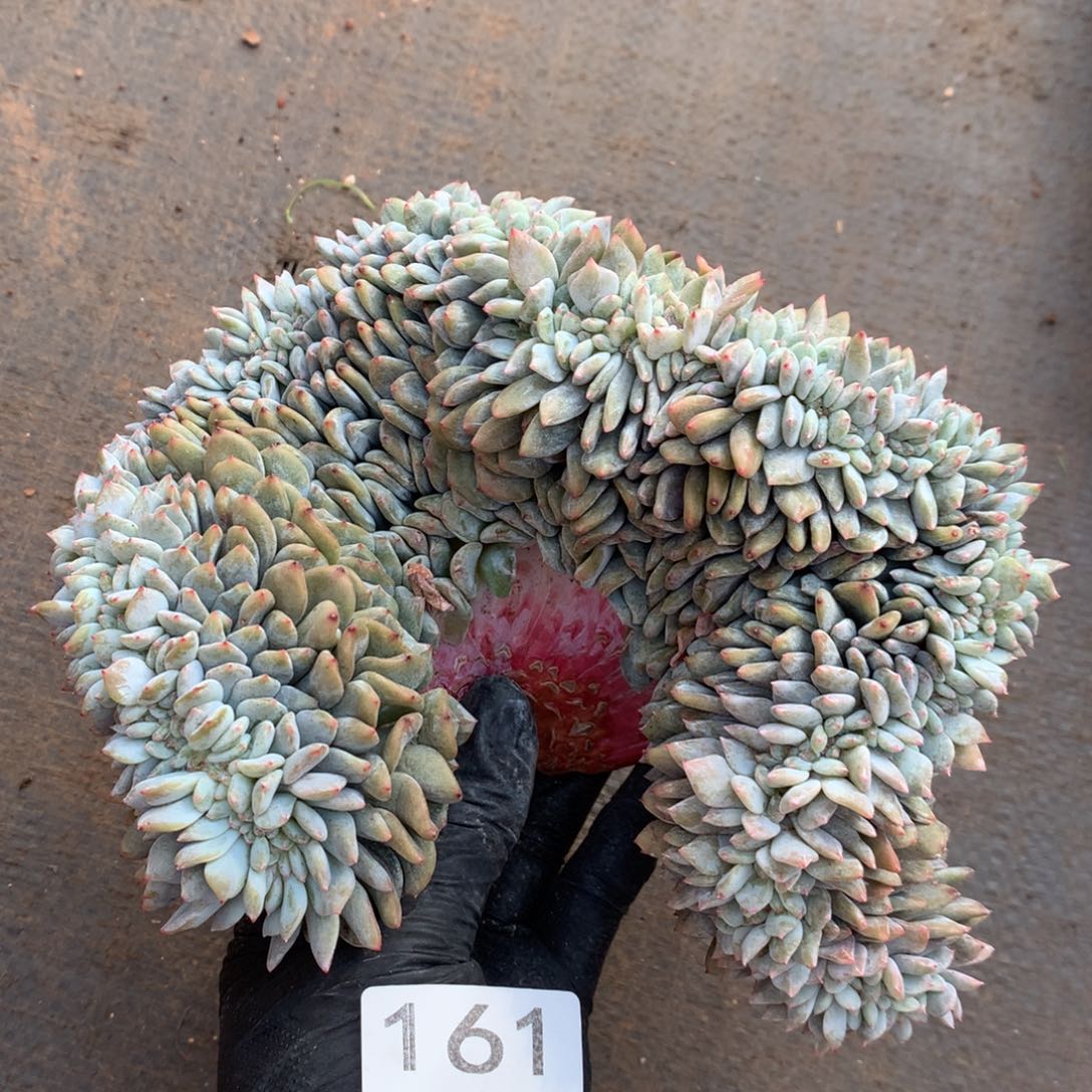 161号新疆西藏内蒙古不包邮的