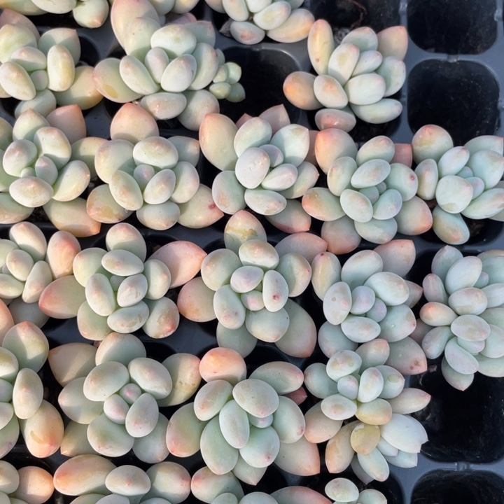 p***o香水穴苗2颗专拍20包邮