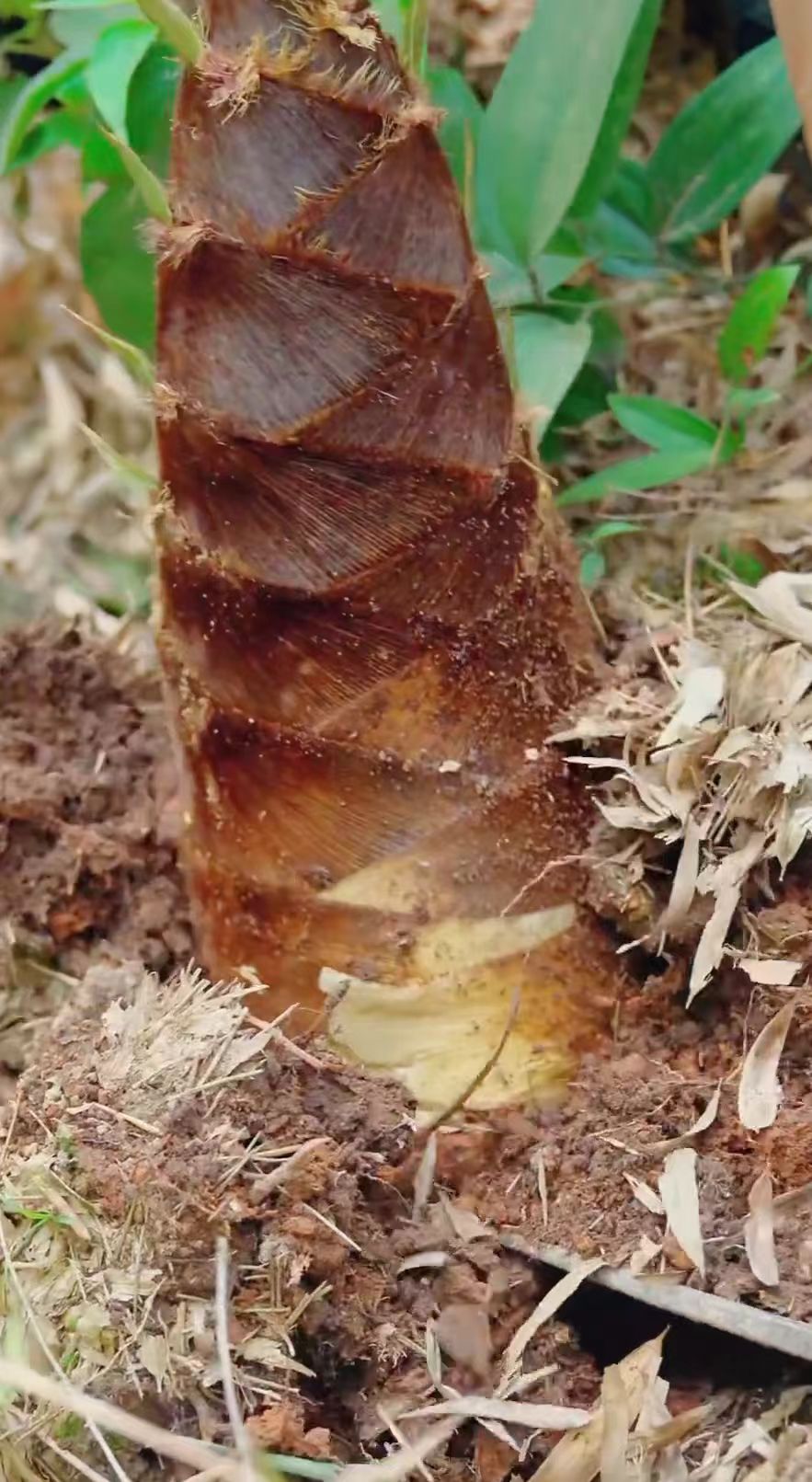 攸县新鲜甜龙笋产地直发可生吃鲜嫩不苦竹笋