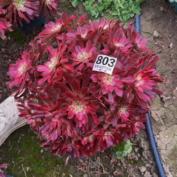 雪姬花27-50包邮花花