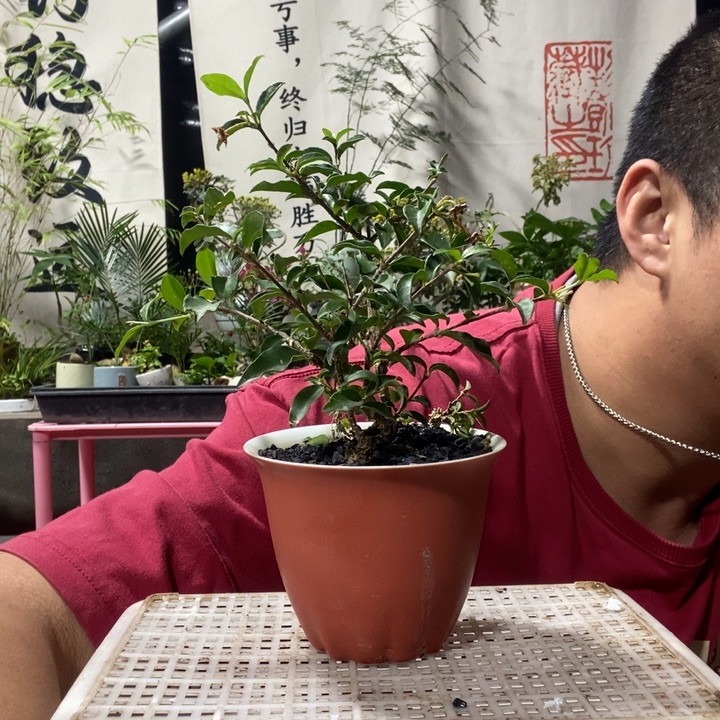 以实际为准盆景盆栽绿植119