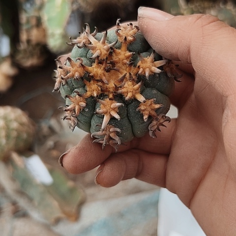 255猫抓仙人球的时候我