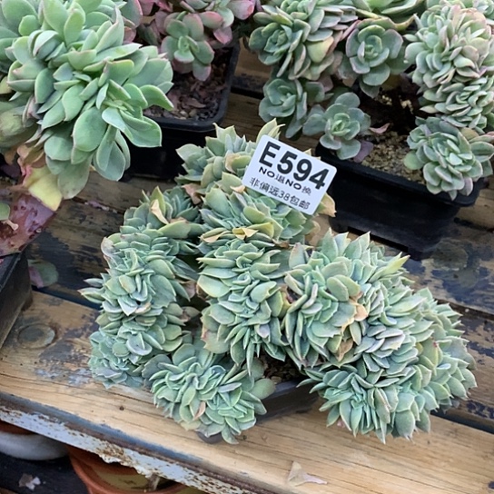 韩版白凤缀化594 亏本处理退款拉黑需延时发货