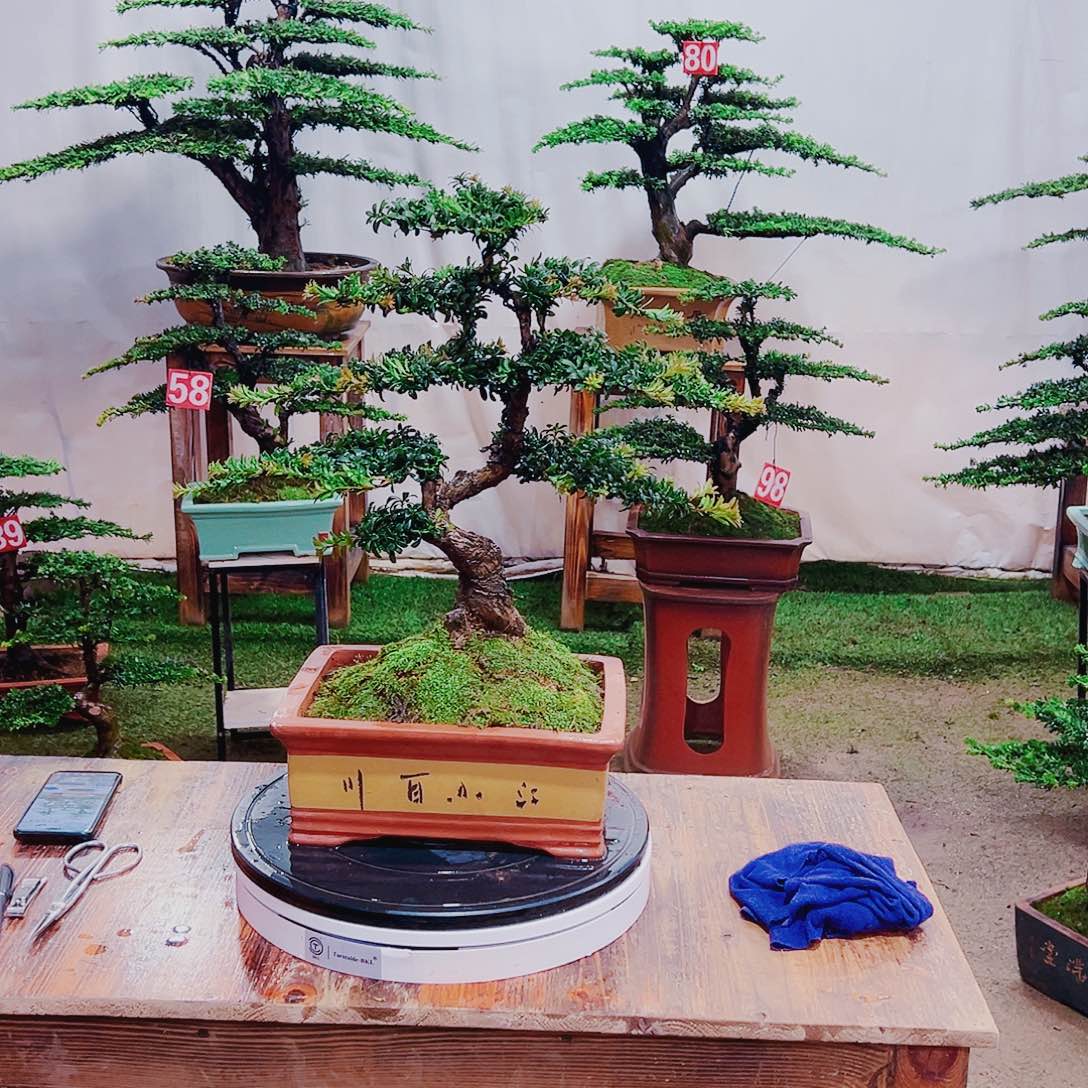 无花朵红芽珍珠罗汉松