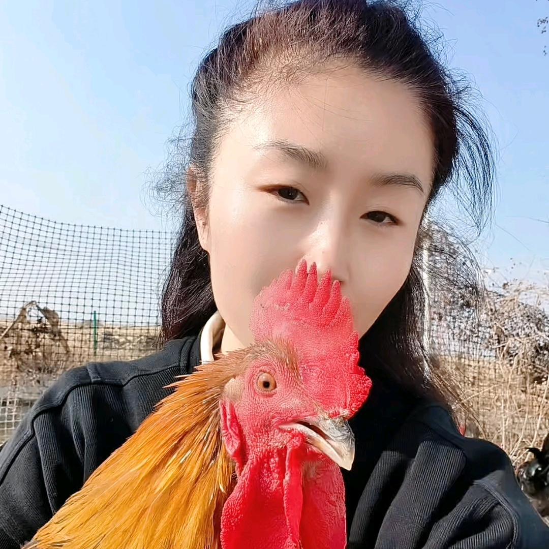  活鸡现杀 七个月左右 粮食喂养  顺丰冷运