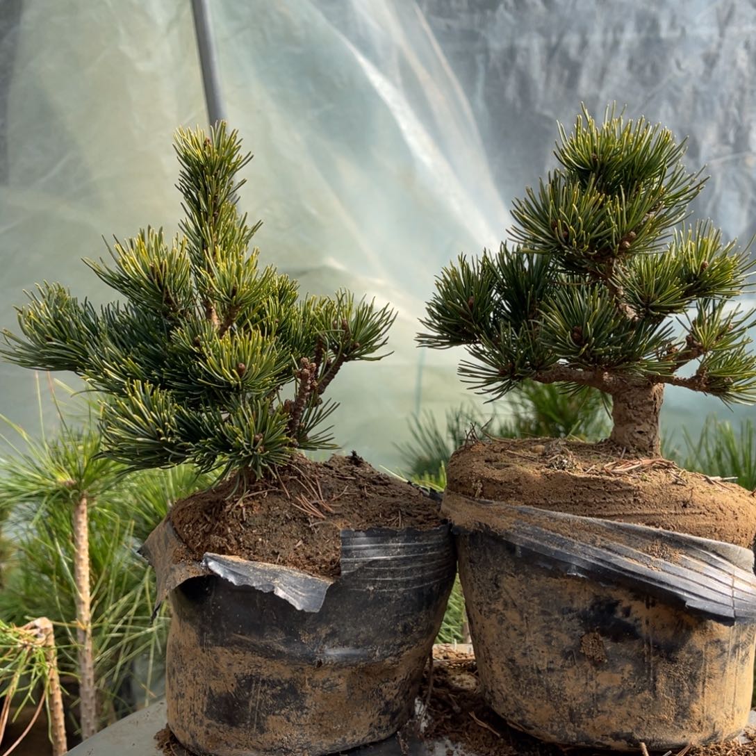 非***心完全开放两个包邮220