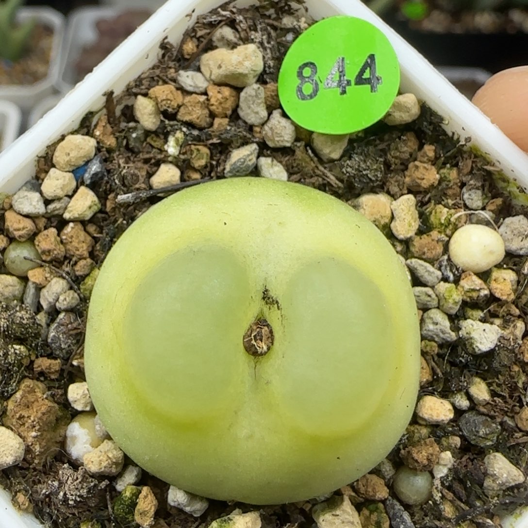 龙猫体拉登2.6+多肉植物844