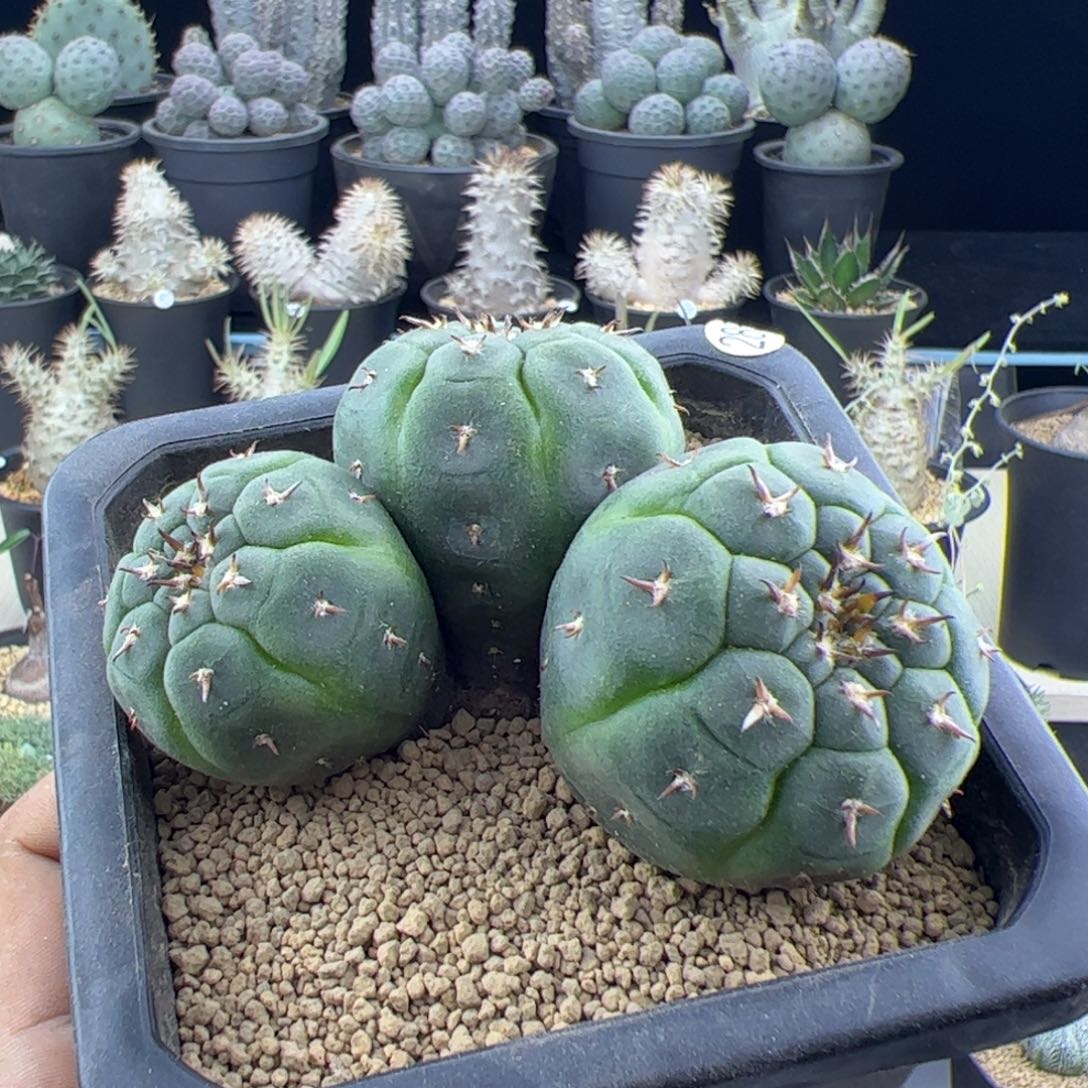 实生猫爪三头一物一拍