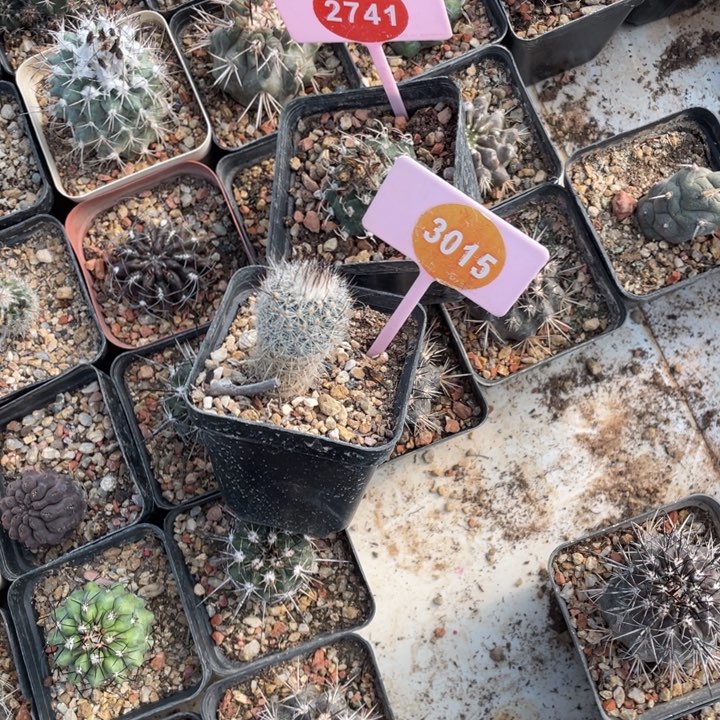 宁***博仙人球盒2盒3015-2741000