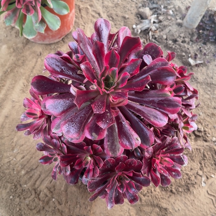 美杜莎周正18.8。   