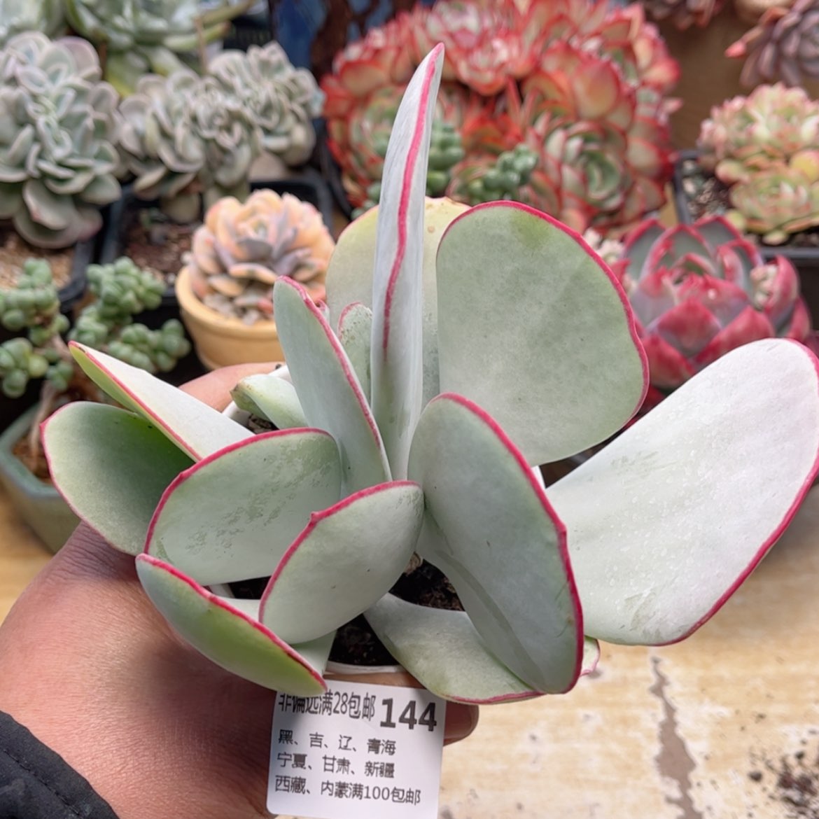 【闪购商品】144白眉