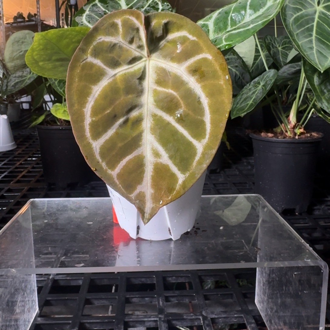 完全开放银色闪光杂黑铜P21