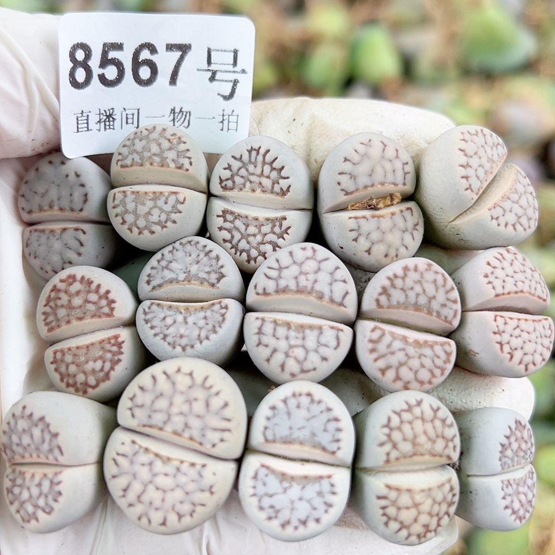 8567 好养易活生石花大母本15个