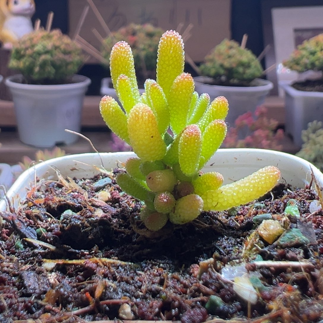 502冰糖一物一拍包开箱