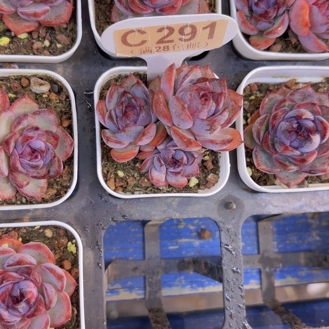 C281黑橙一物一拍