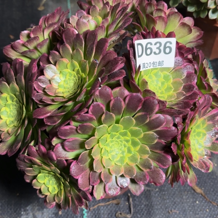 瑞妈一物一拍636