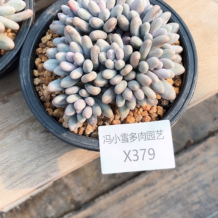 小*儿我是你的小可爱啊我的小可爱我