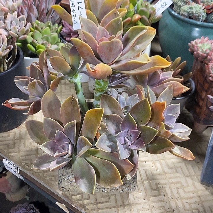 小七夕多肉太子妃71