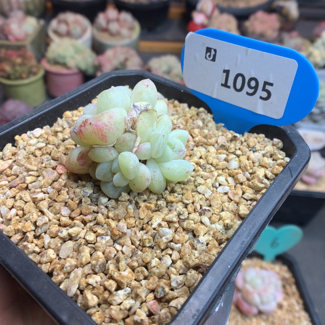 1095冰玉石化新年快乐