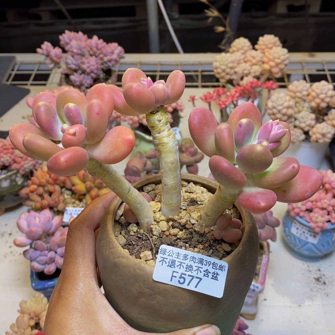 577金蟾多肉整12c m