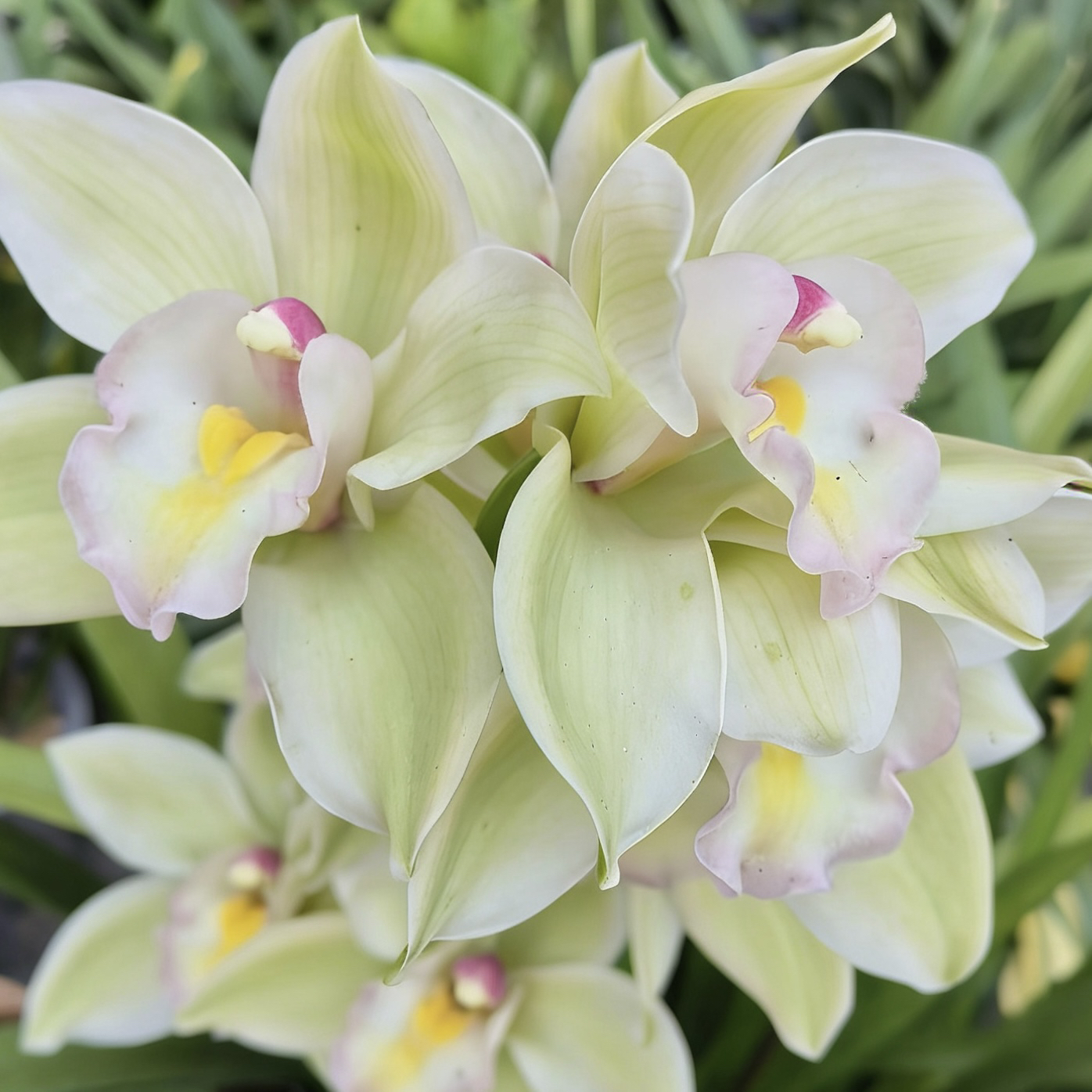 碧玉  落地款大花蕙兰 室内花卉 年宵花花 期长好养盆栽兰花