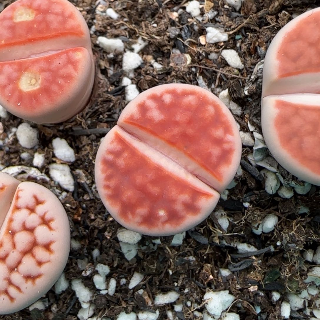 2.14。 c168花纹玉。 8007