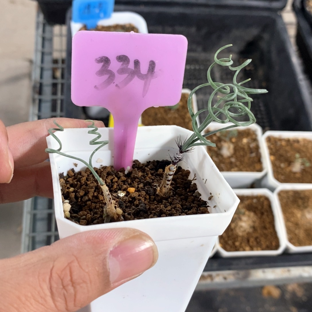 双头弹簧草多肉植物