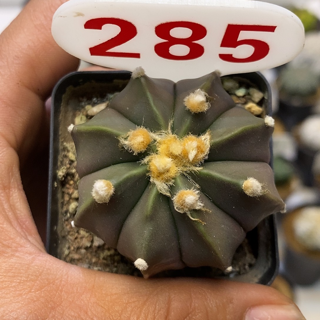 285福利特价来了哦亲