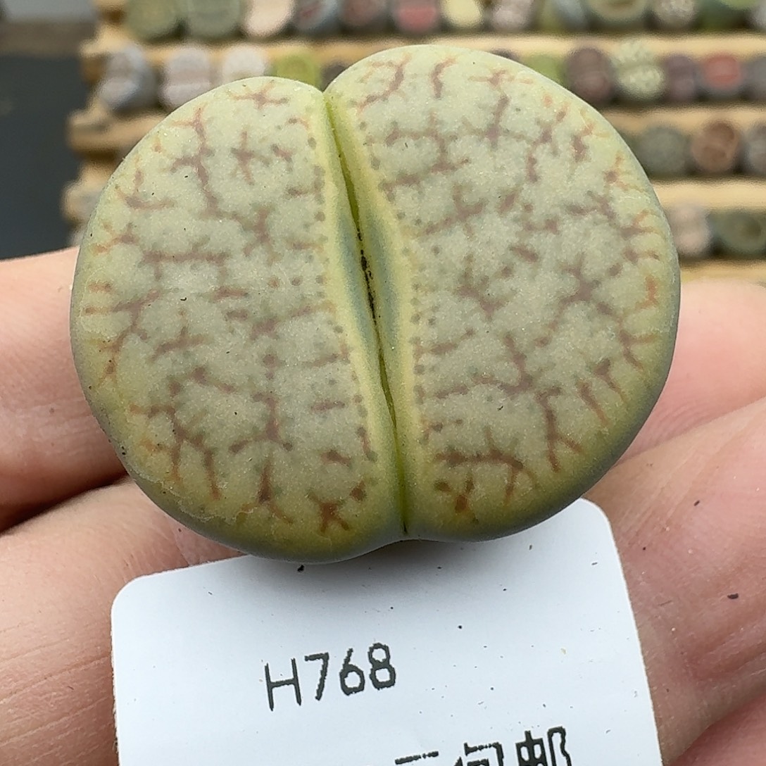 768多肉33厘米哈哈哈哈哈哈哈