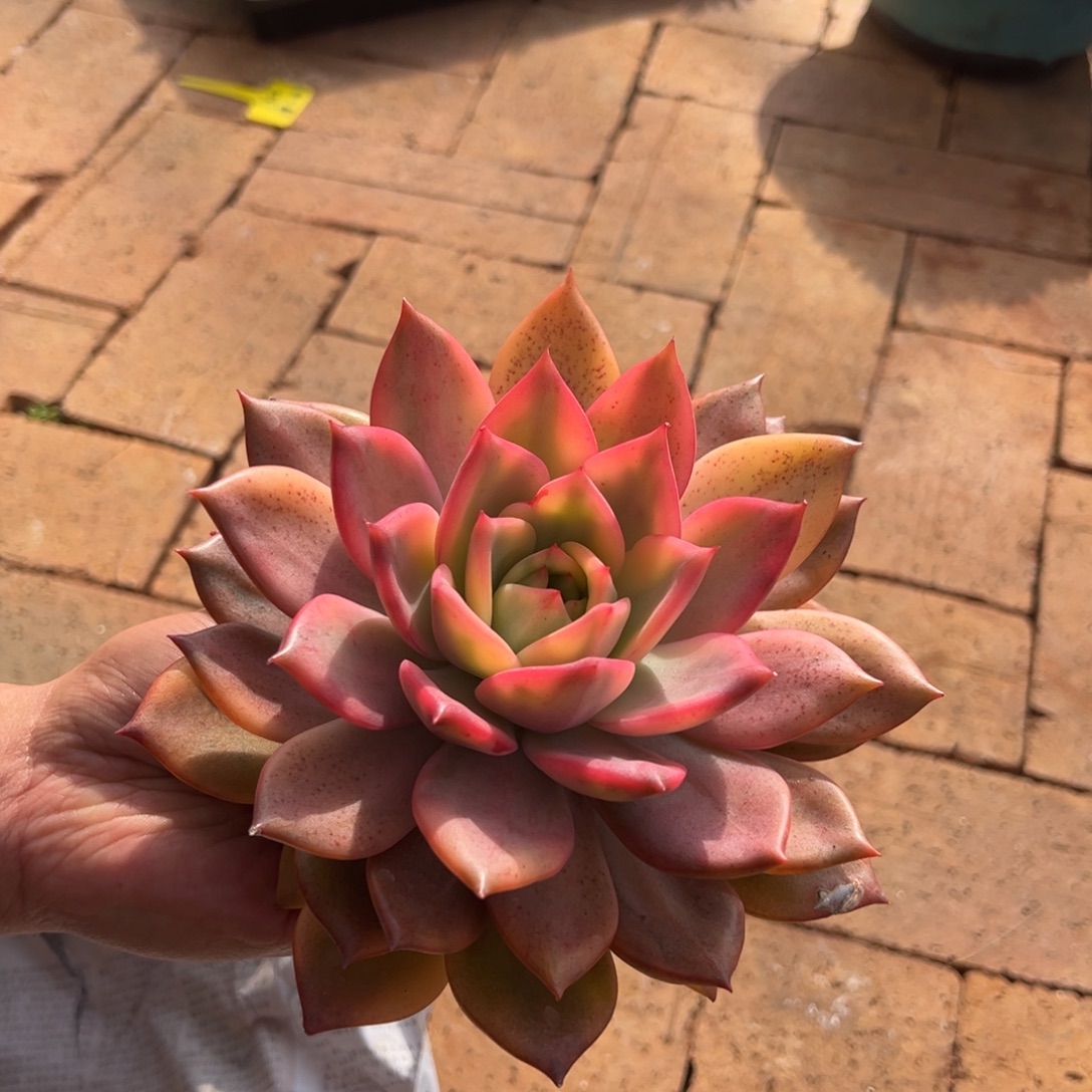 12911111111111111111111