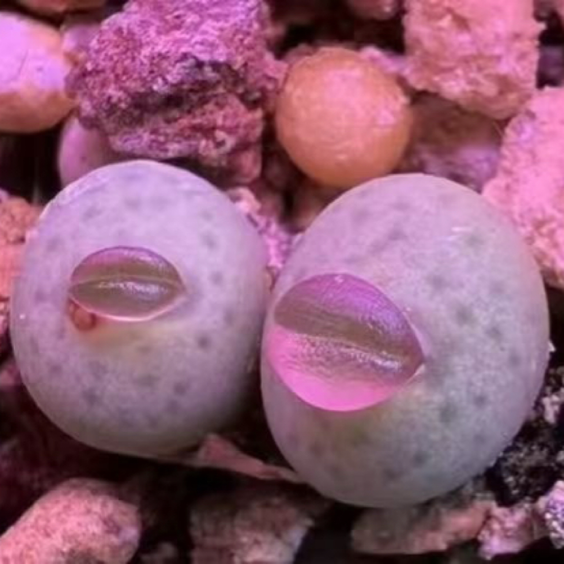 多肉植物 直播间专拍2号 一物一拍