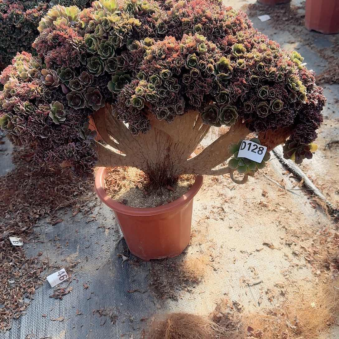 128玫瑰朵朵一颗呀呀