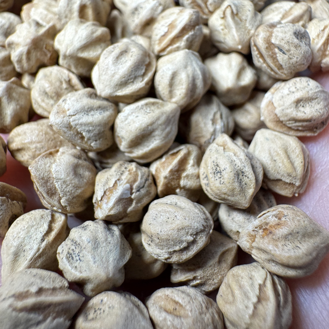 785热振顺纹鬼脸粉皮柏香籽散籽6.5+103克700颗左右！D015