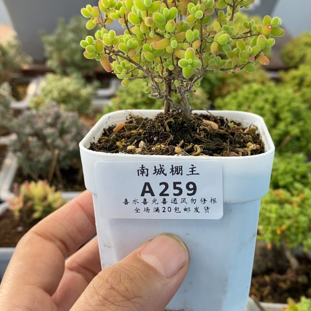 259蜜橘糖球枝干番杏