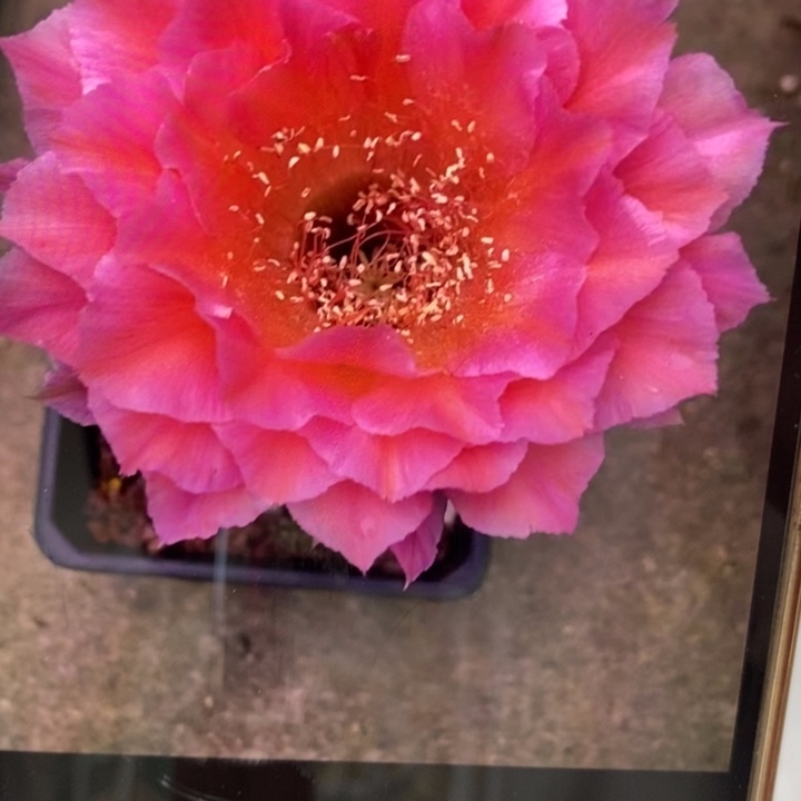 香香多变58号8公分左右