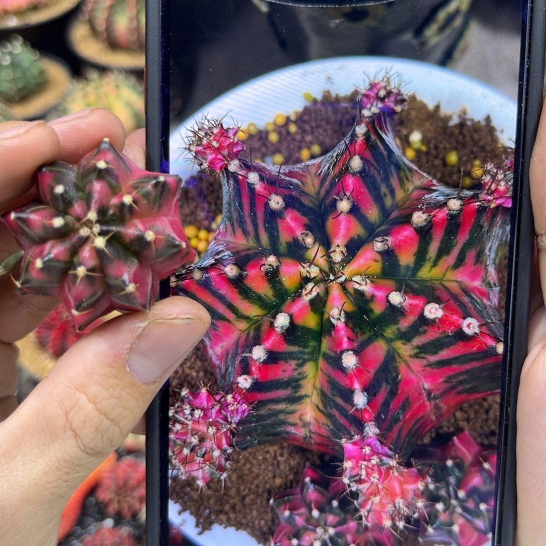 玫瑰宝石———————-